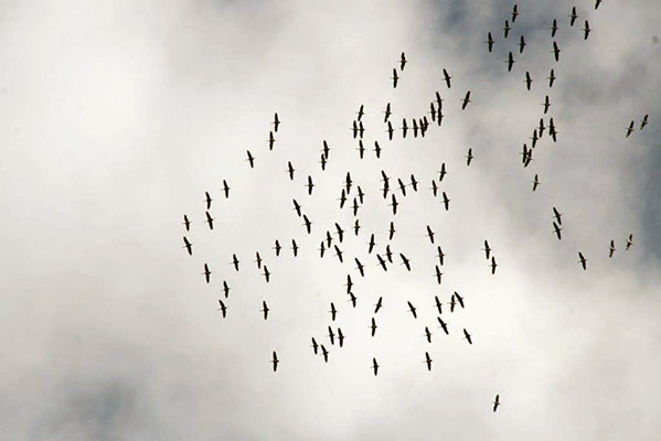 Kraanvogels boven Niedereich